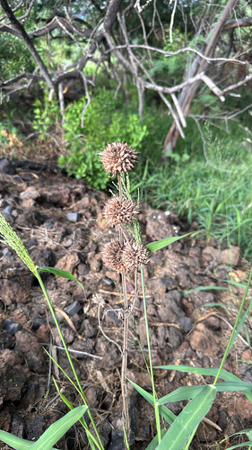 Leonotis nepetifolia observed 2026-09-11