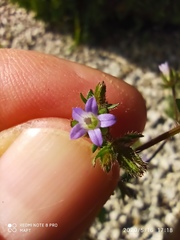 Campanula erinus