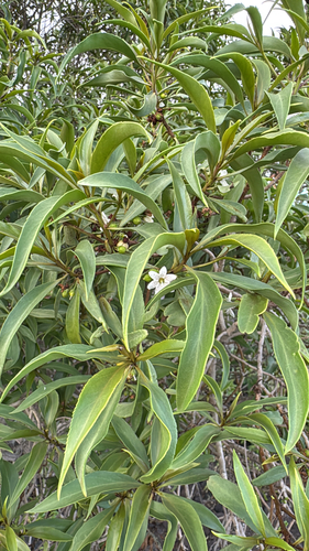 Myoporum sandwicense observed 2026-09-11