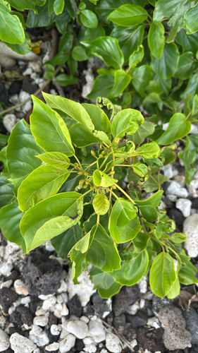 Cordia subcordata, photograph 2