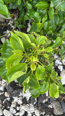 Cordia subcordata, photograph (c) Harrison Cole, some rights reserved (CC BY)