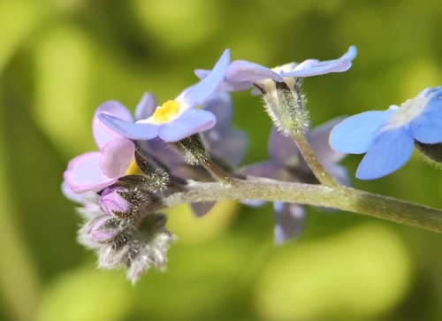 Myosotis latifolia