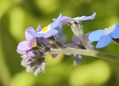 Myosotis latifolia