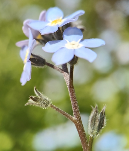 Myosotis latifolia, photograph 1