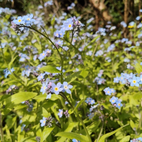 Myosotis latifolia, photograph 2