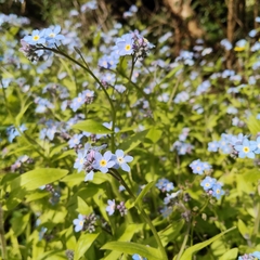 Myosotis latifolia, photograph (c) John Barkla, some rights reserved (CC BY)