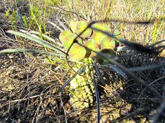 Euphorbia clava