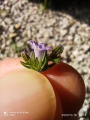 Campanula erinus