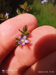 Campanula erinus