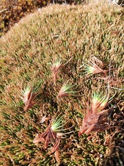 Oreobolus pectinatus