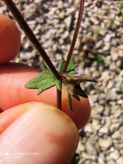 Campanula erinus