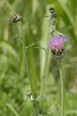 Cirsium texanum