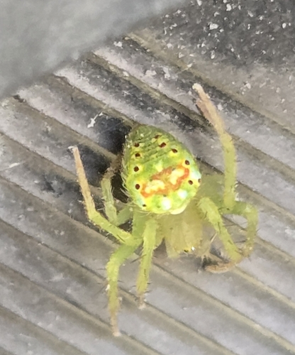 Red-spotted Orbweaver