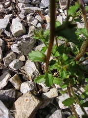 Campanula erinus