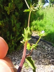 Campanula erinus