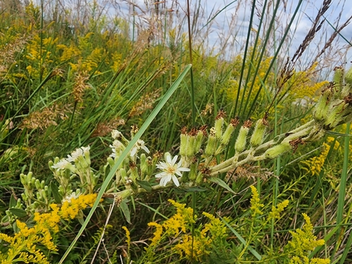 rough rattlesnake root