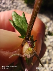 Campanula erinus