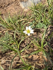 Callianthemum sajanense