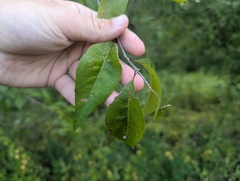 Forestiera acuminata, photograph (c) Ryan Sorrells, some rights reserved (CC BY)