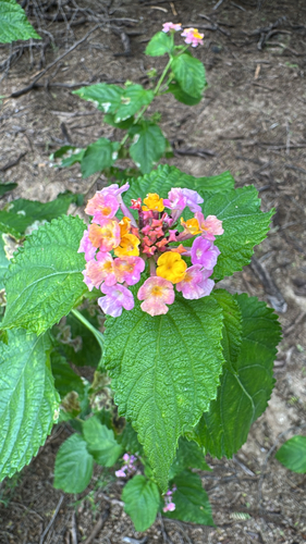 Lantana camara observed 2026-09-11