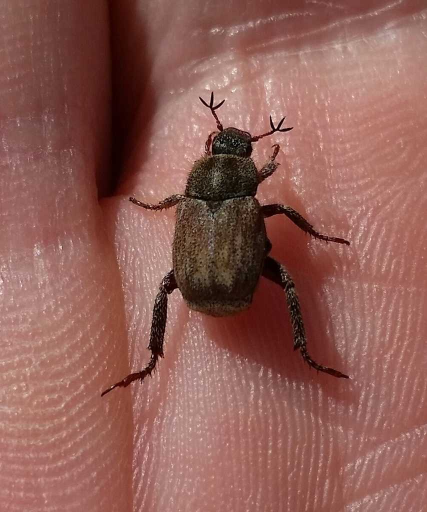 Hoplia sackenii