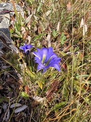 Gentiana grandiflora