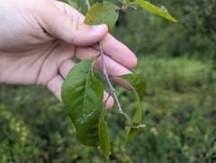 Forestiera acuminata