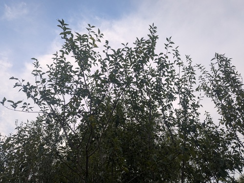 Forestiera acuminata, photograph 2