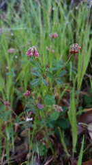 Trifolium gracilentum