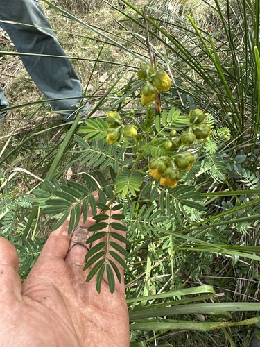 Senna barronfieldii observed 2026-09-10