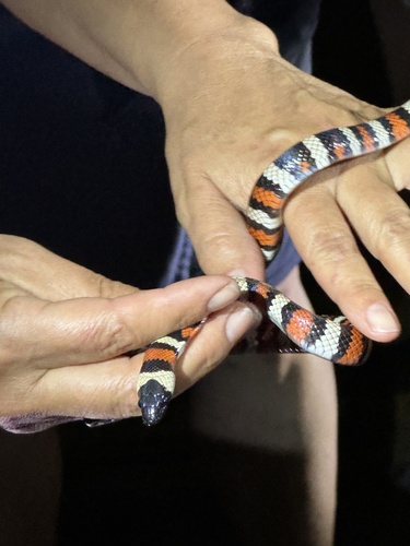 iNaturalist observation photo of California Mountain Kingsnake