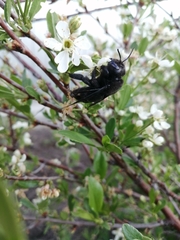 Xylocopa