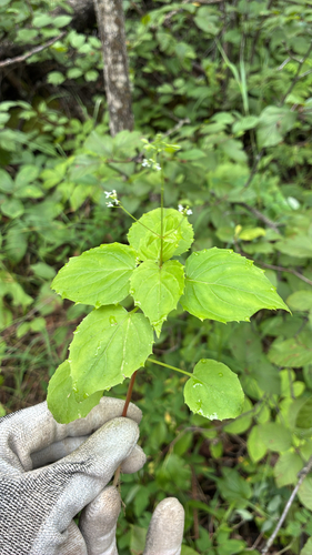 Alpine Enchanter's-nightshade