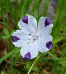 Nemophila maculata