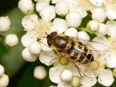 Syrphus vitripennis