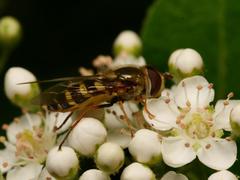Syrphus vitripennis
