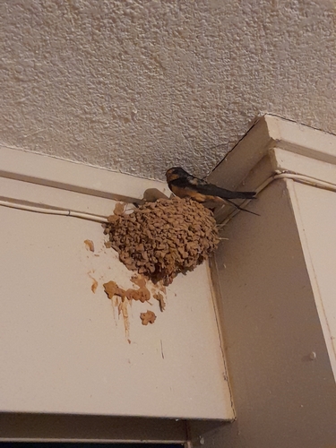 Barn Swallow