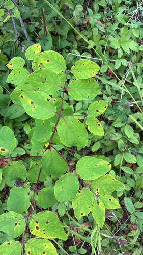 spreading dogbane
