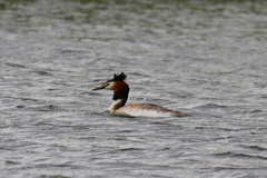 Podiceps cristatus
