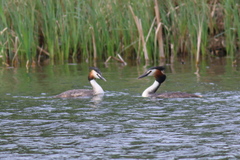Podiceps cristatus