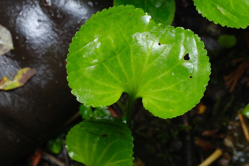 Nephrophyllidium crista-galli