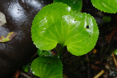 Nephrophyllidium crista-galli