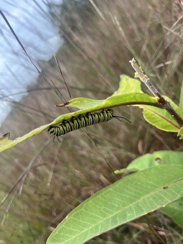 Monarch