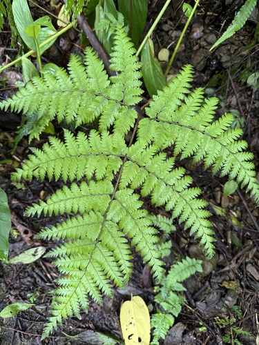 Ctenitis subglandulosa observed 2026-09-12