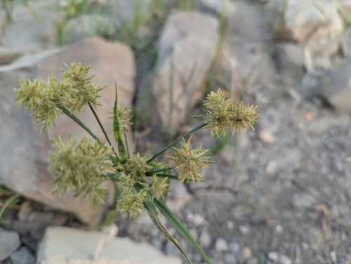 yellow nutsedge