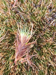 Oreobolus pectinatus