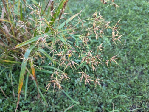 Rhynchospora corniculata, photograph 1