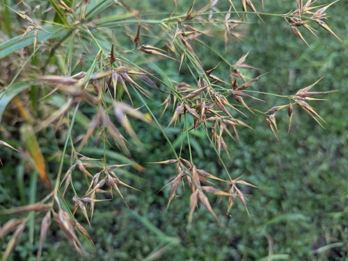 Rhynchospora corniculata, photograph 2