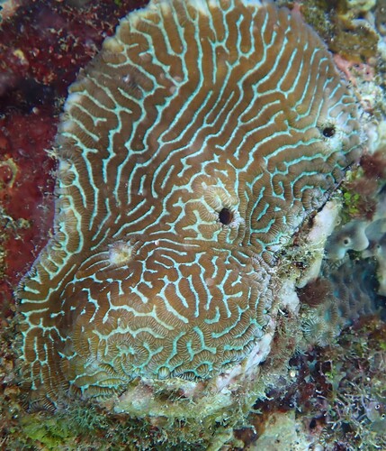 Leptoria phrygia observed 2026-09-09