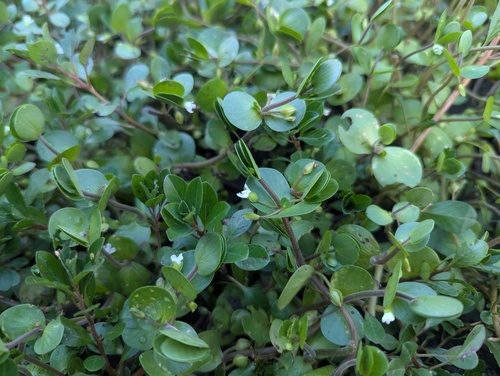 Roundleaf Water-hyssop